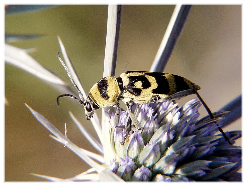 Chlorophorus varius (Cerambycidae)